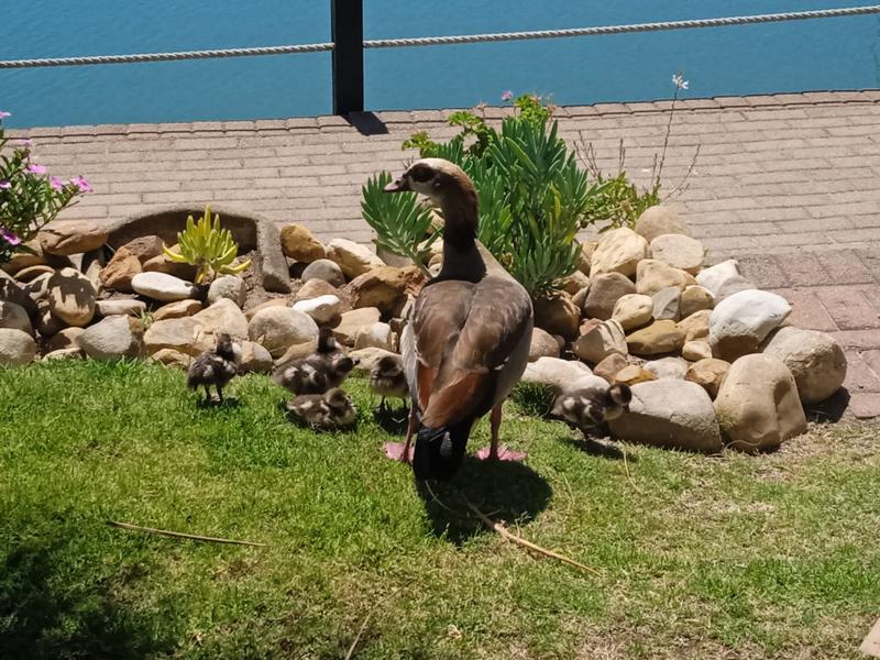 1 Bedroom Property for Sale in Harbour Island Western Cape